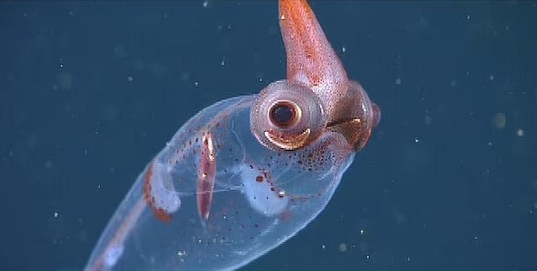 Кальмар кранхииды. Кальмар кранхииды. Глубоководный стеклянный кальмар. Glass squid. Glass squid.