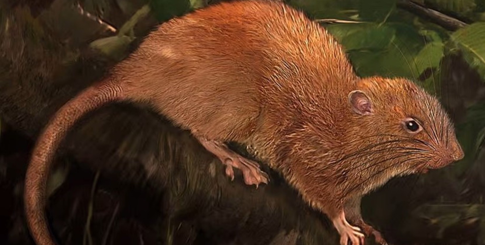 агути грызун. пещерные крысы neotoma. агути dasyprocta. агути южная америка. грызун похожий на крысу.