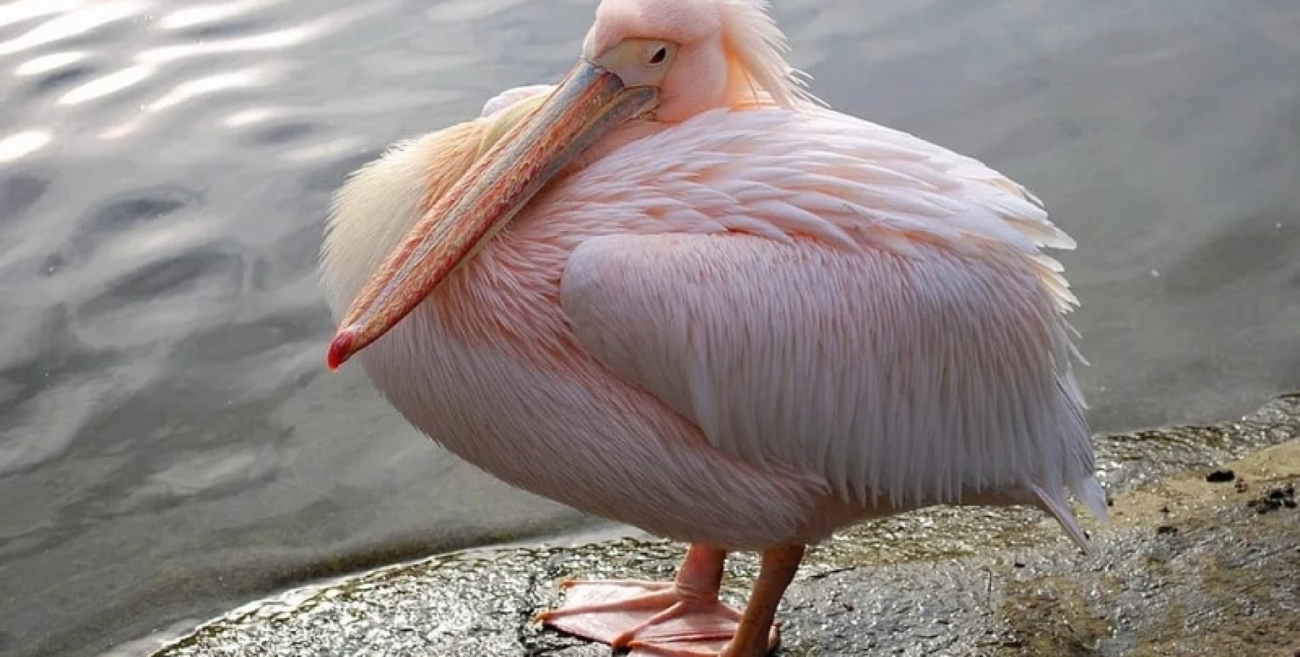 Птицы Пеликан розовый Пеликан