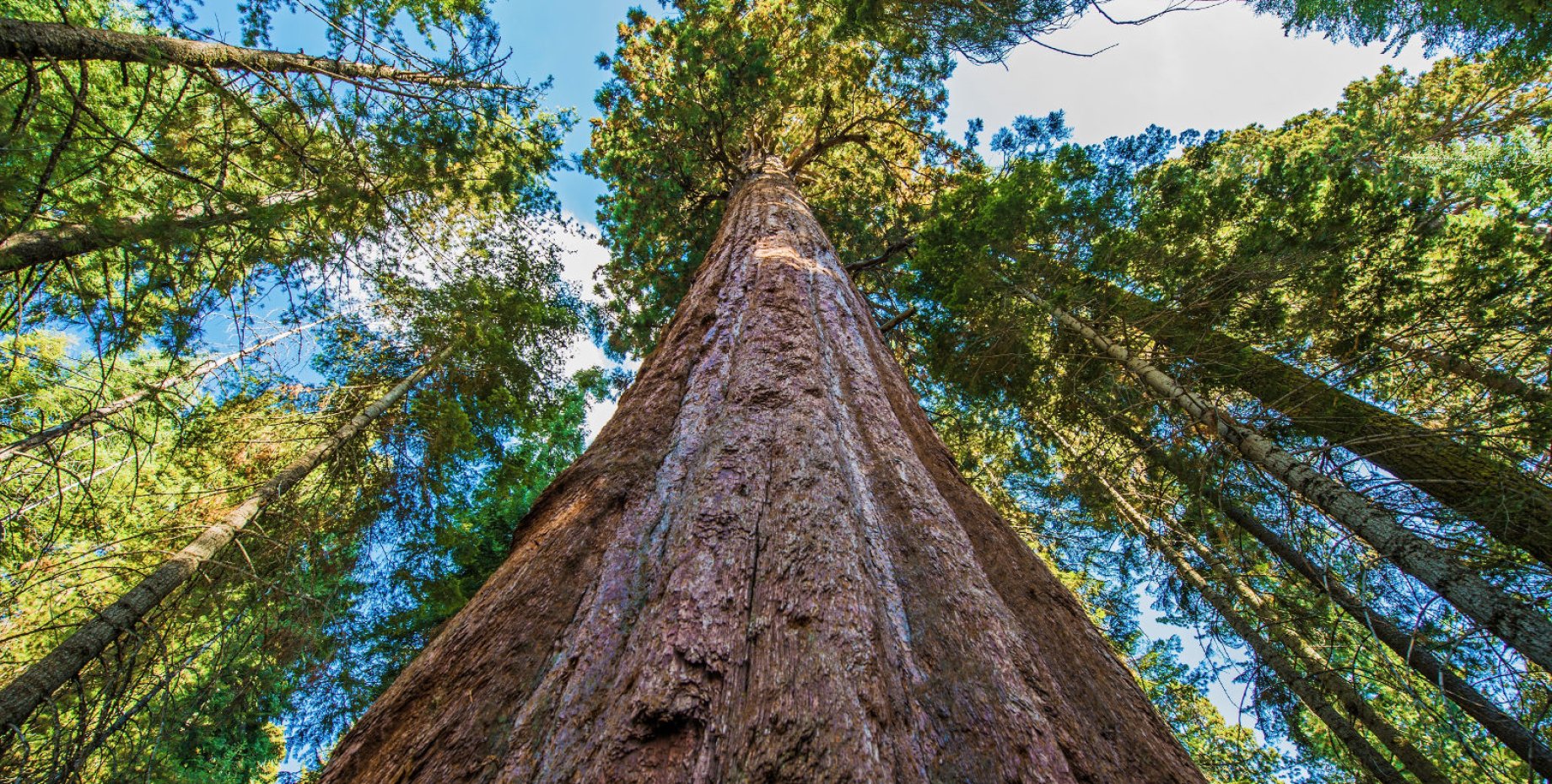 Высокое дерево в мире. Секвойя 115 метров. Самое высокое дерево в мире Секвойя. Самое высокое дерево Секвойя Гиперион. Секвойядендрон гигантский.