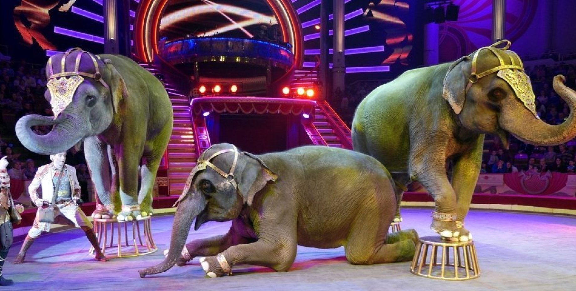Запрет животных в цирке. Животные в цирке. Слон в цирке. Звери в цирке. Цирк с животными.