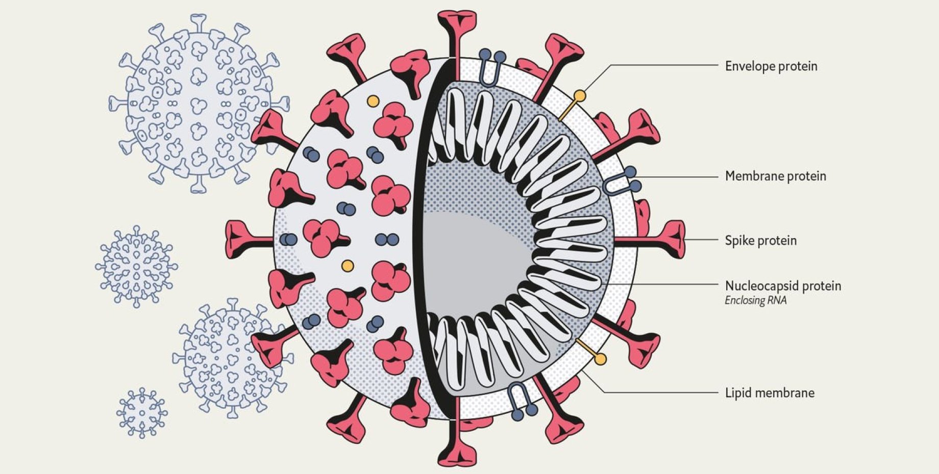 Виды коронавируса. Коронавирус 19 строение вируса. Коронавирус схема строения вируса. Структура вируса ковид19. Структура вируса SARS - cov-2.