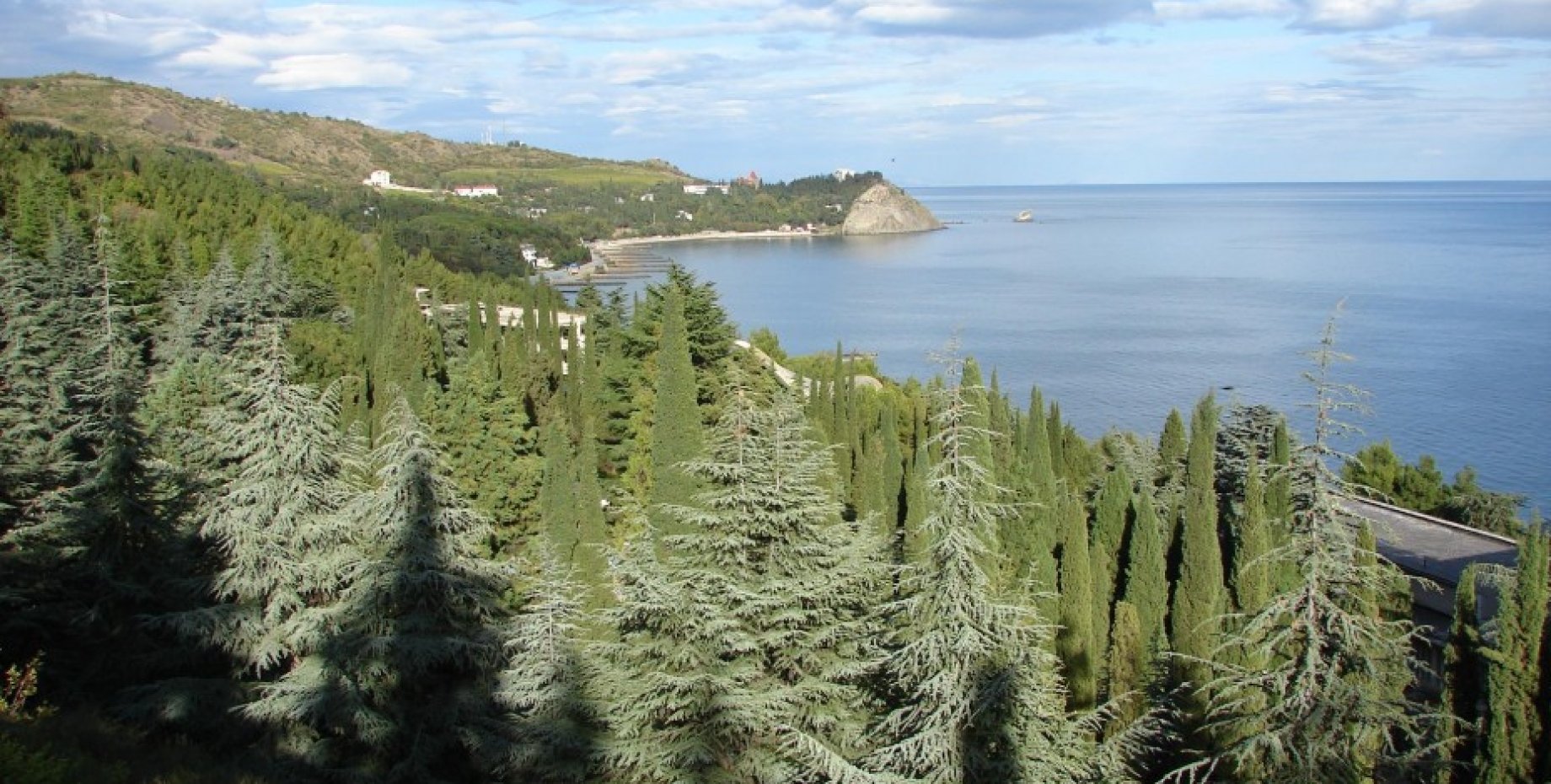 Ели в крыму. Хвойный лес в Крыму. Крым Старокрымский лес. Леса ЮБК. Лесной массив в Крыму.