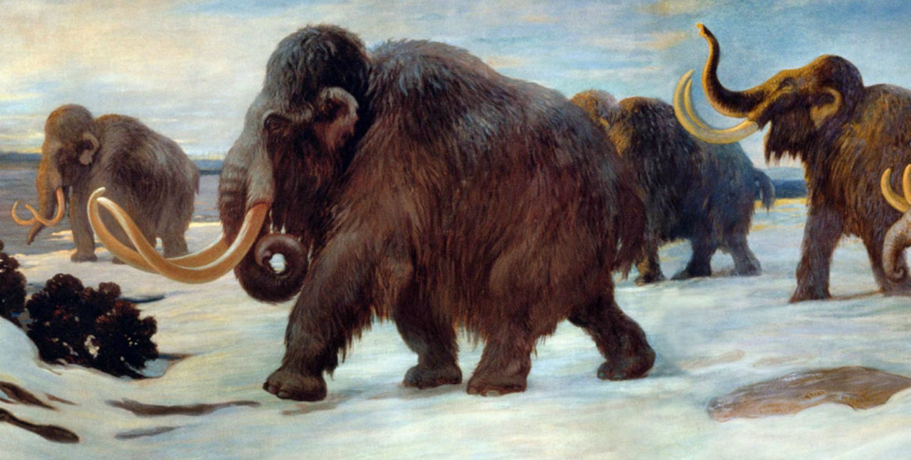 музей ледниковый период саблезубый тигр. мамонт mammuthus primigenius. живут ли мамонты. карликовый шерстистый мамонт. сибирский шерстистый мамонт.