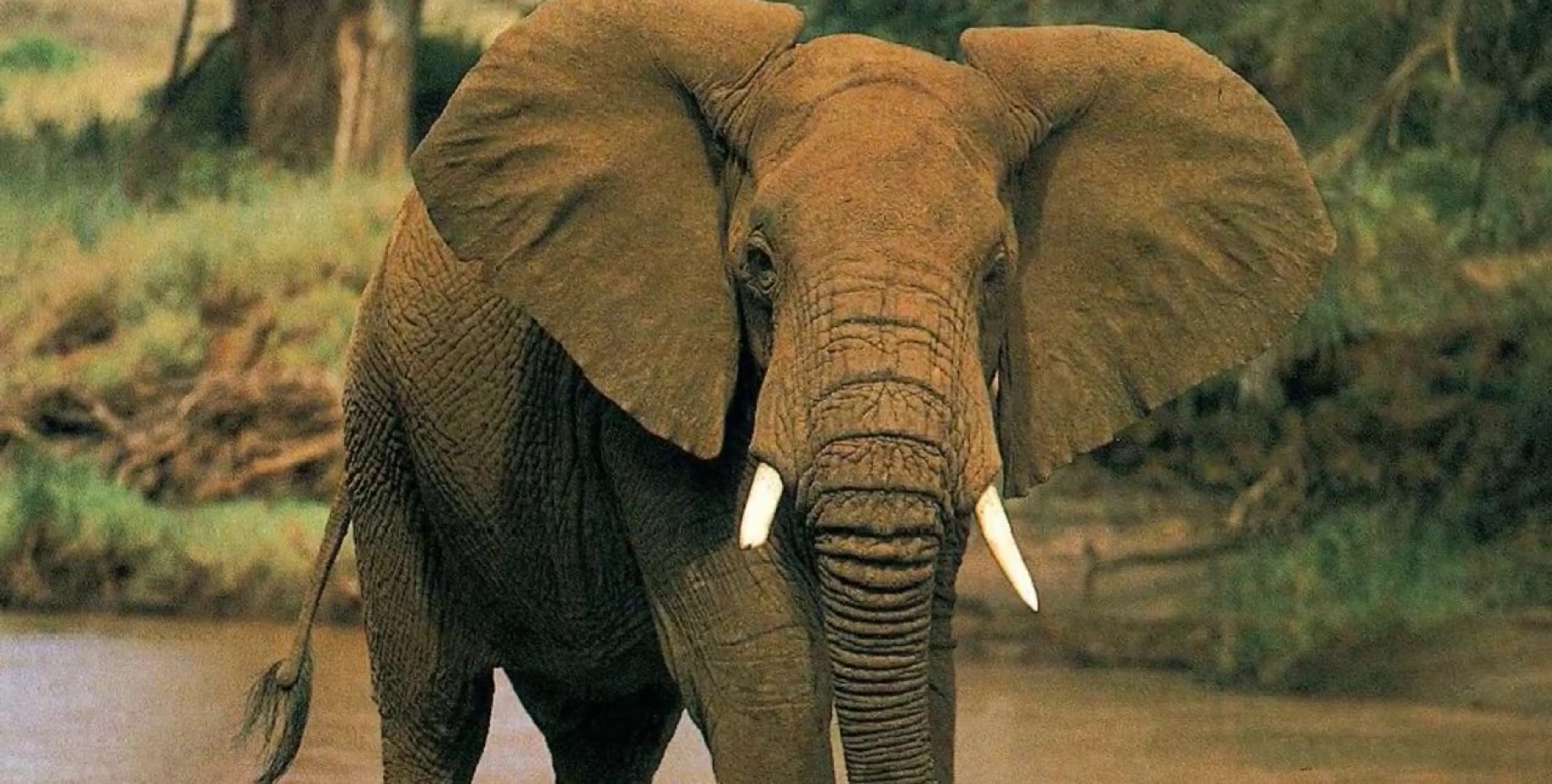 Саванный слон20