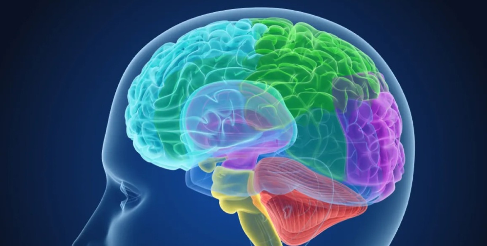 12 brains. Головной мозг. Изображение мозга.