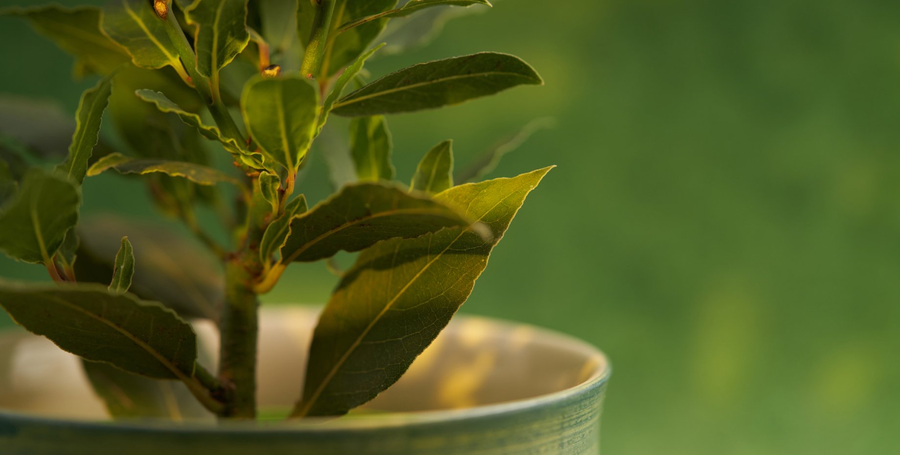 Як виростити на підвіконні лаврове дерево