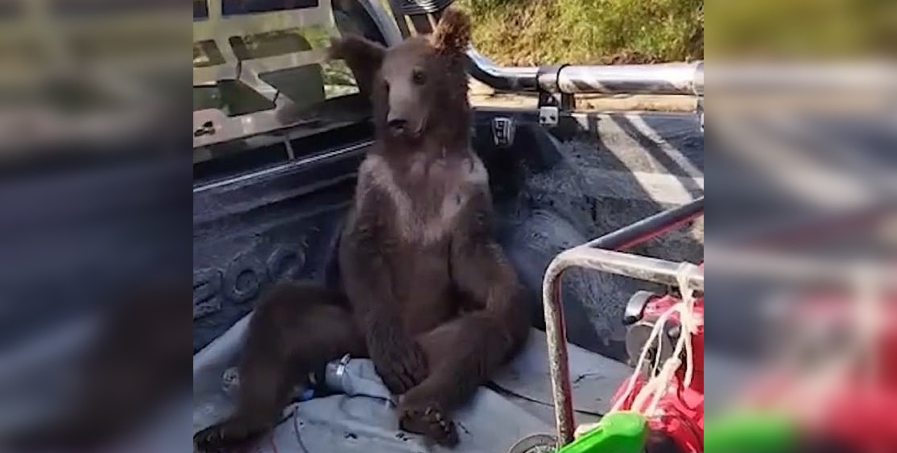 Бешеный мед. Медведь в Турции объелся меда. Голодный медведь.