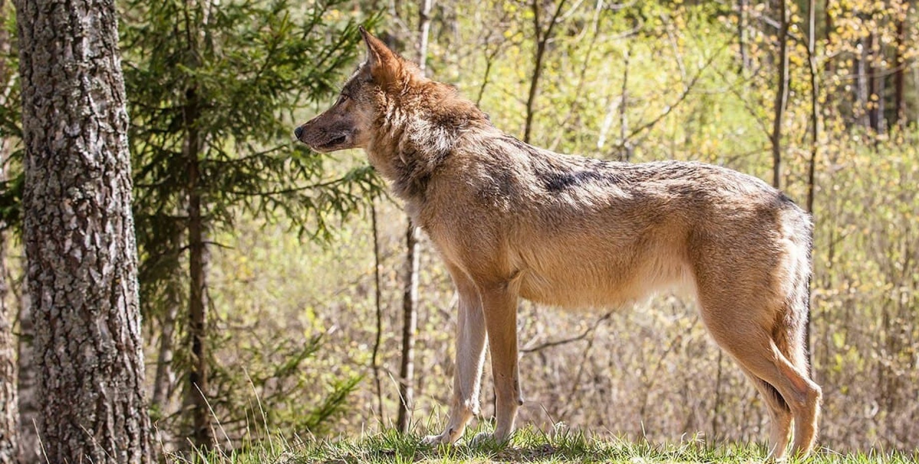 Про степного волка. Canis Lupus Campestris. Волк в степи.