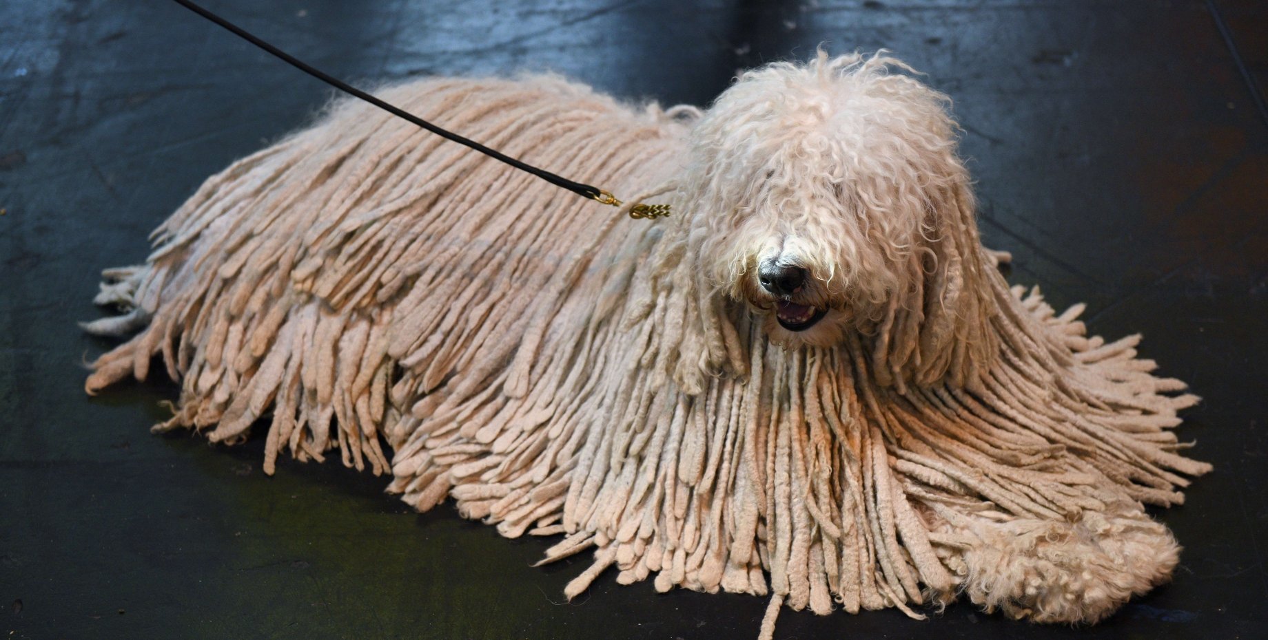 Собака-»швабра», или Что нужно знать о невероятной и редкой породе комондор