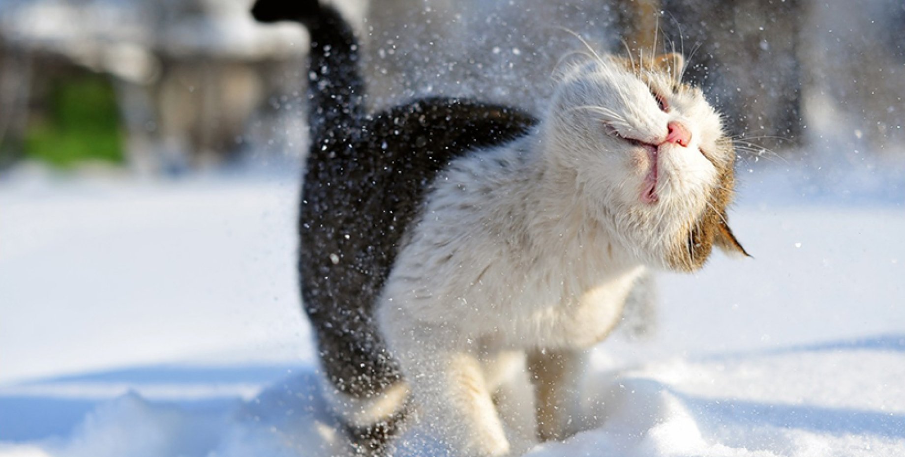 Хороша зима. Кот в снегу. Снежное утро. Зимнее настроение. Кот снежок.
