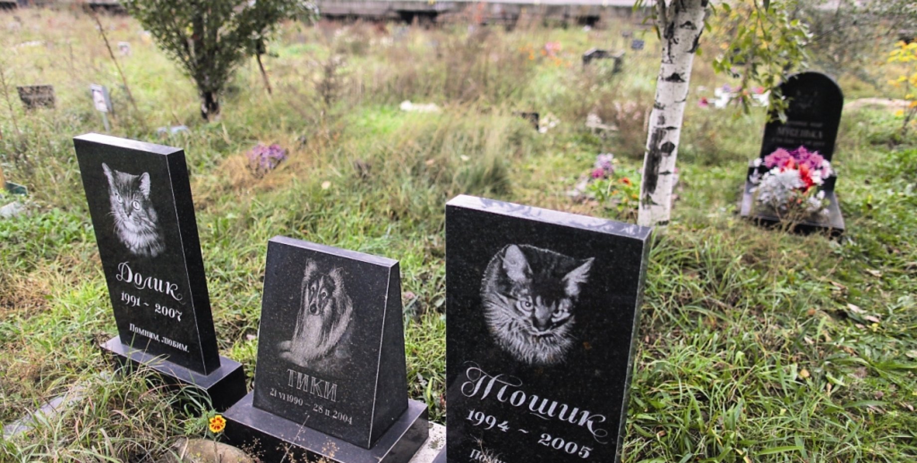 Могилки животных. Захоронение животных. Штраф за захоронение животных. Яма для захоронения животных. Кладбище для животных в воронеже.