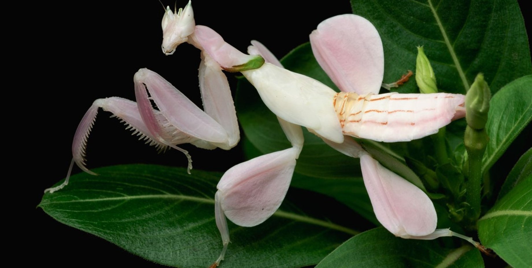 Цветок богомол. Орхидейный богомол. Малазийский орхидейный богомол. Богомол Hymenopus coronatus. Орхидейный богомол (Hymenopus coronatus).