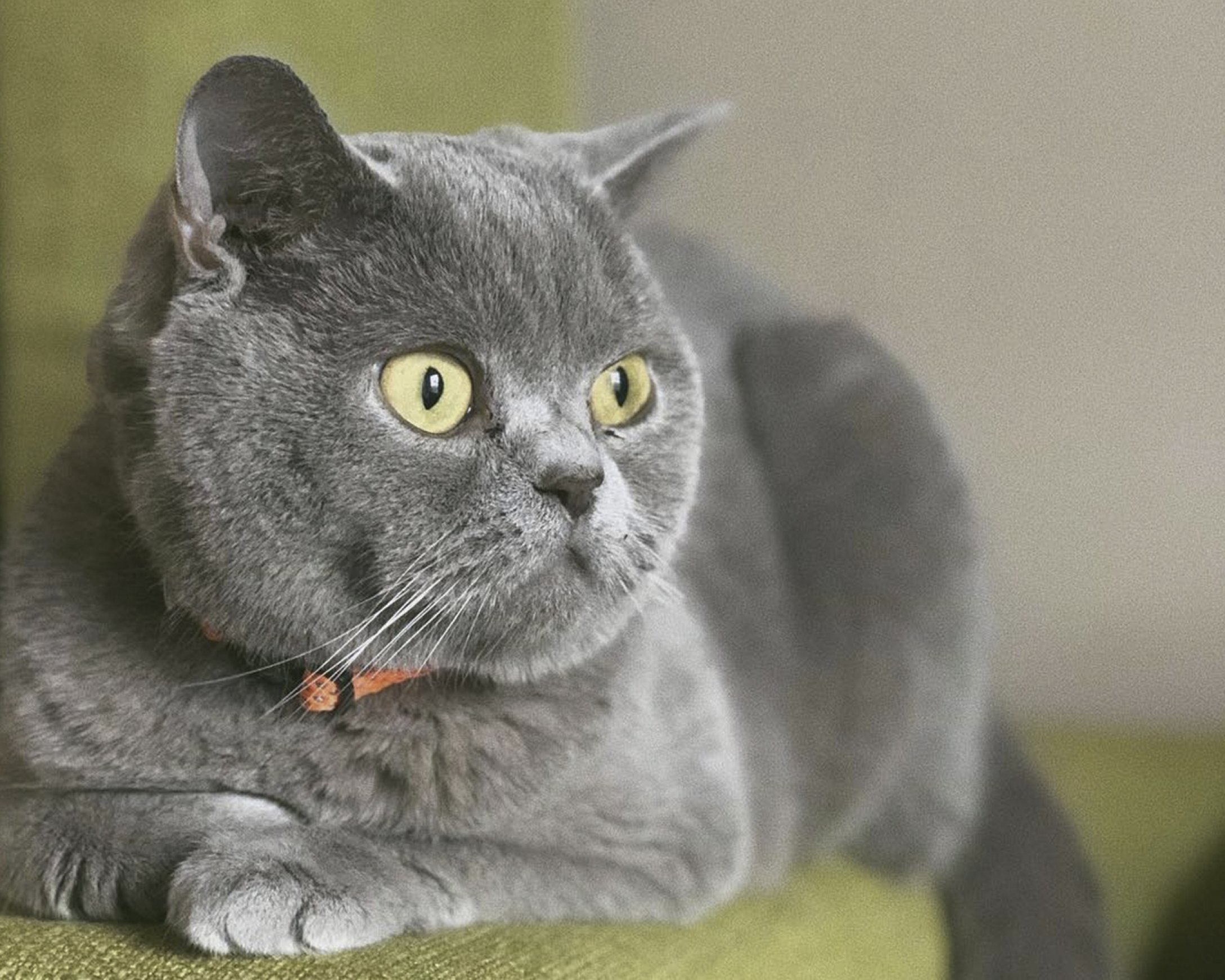 Фотографии породы британских кошек. Кот породы британец. Британская короткошерстная кошка кот. Британский короткошерстный кот. Британская короткошёрстная British Shorthair.