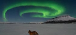 На уникальных фотографиях запечатлена лиса на фоне легендарных финских "лисьих огней" (фото)