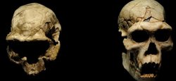 Homo erectus не був першим видом людини, який залишив Африку 1,8 мільйона років тому
