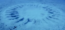 Тайна подводных "кругов на полях" в Японии разгадана: их создали настоящие романтики (видео)