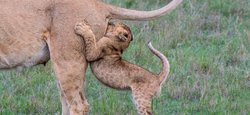 Невдале зіткнення, закоханий кайман і жаб'яча вежа: найкращі фото Comedy Wildlife Photography Awards