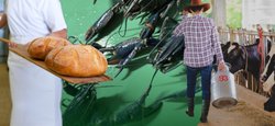 Молочные рекорды и креветочные фермы: как громады формируют новую экономику Украины