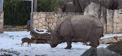 Карликовый олень накинулся на огромного носорога: видео стало вирусным в соцсетях