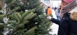У Києві стартував продаж новорічних ялинок: де купити і скільки коштує
