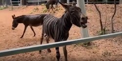 Косплей зебры: в зоопарке раскрасили осла под дикое животное и нарвались на критику (фото)