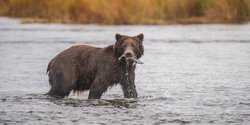 Кот-мэр и самолет вместо маршрутки: как Аляска из "кучи льда" превратилась в крупнейший штат США