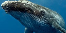 Их редко встретишь в океане: названы морские гиганты, которых люди почти полностью истребили (фото)