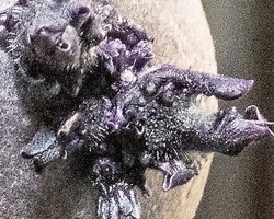 Уничтожьте его огнем: на борту МКС найден объект с щупальцами, похожий на "Чужого" (фото)