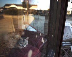 Японские ученые предсказали мощное землетрясение в районе Токио