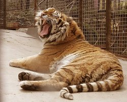 Сотруднику столичного зоопарка, на которого напал тигр, сделали операцию