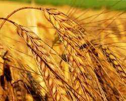 Еврокомиссия обещает справиться и без российского зерна