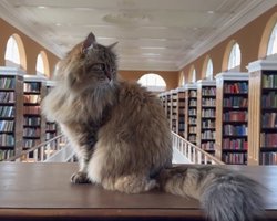 Найвченіший кіт у світі: в Оксфорді працює незвичайний співробітник на прізвисько Іссі