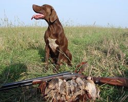 Азаров хочет разрешить охоту