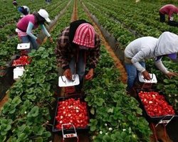 "Людей стає дедалі менше": в Україні полуницю скоро будуть збирати непальці та індуси, — експерт