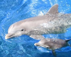 В киевском зоопарке хотят построить океанариум 