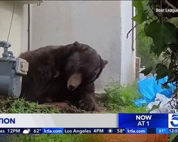Огромный медведь месяц жил в доме американца, отказываясь выселяться: как расселяли "квартирантов"