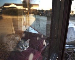 Число жертв в Японии превысило 13,7 тысячи человек