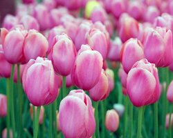 Вандалы вырвали около 200 тюльпанов у сумского Мемориала Славы