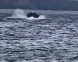 Спецрозвідка вивела з окупації партизана, якого катували за допомогу ЗСУ: "вирвали з лап" РФ (відео)