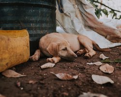 Знак цивилизованности: как законопроект № 11328 приближает Украину к стандартам ЕС