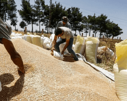 Торгуют со всем миром: Россия начала экспортировать рекордные объемы зерна