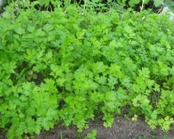 В России петрушку записали в наркотики