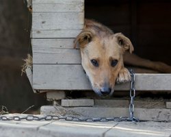 В Україні заборонили постійно тримати собак на прив'язі: як змінилися правила догляду за тваринами