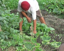 В Украине опасаются наплыва фиктивных фермеров