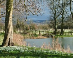 За две недели до нового года в Крыму зацвели подснежники 