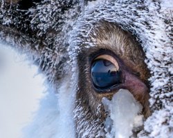Глаза северных оленей делают нечто невероятное, когда приходит зима (фото)