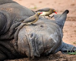 Почему маленькие птицы всегда ездят на носорогах: больно, но очень выгодно (фото)