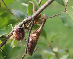 У небезпеці ціла частина світу: гігантські "мисливиці за головами" захоплюють Європу (відео)