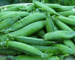 В Украине ожидается дефицит гороха